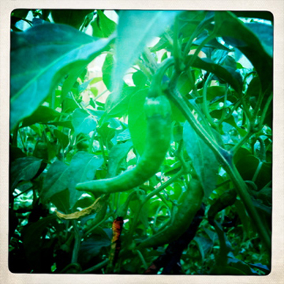 My chilli plant.
